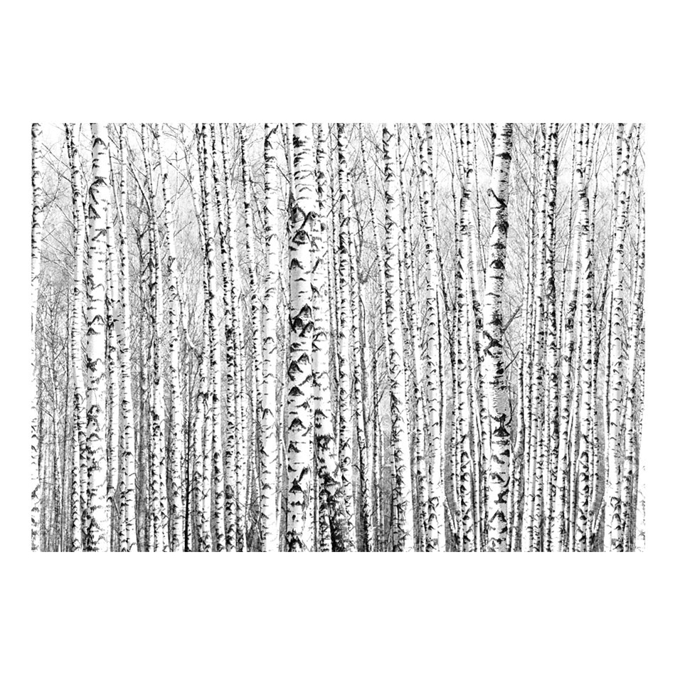 Fototapet Arkiio Birch Forest