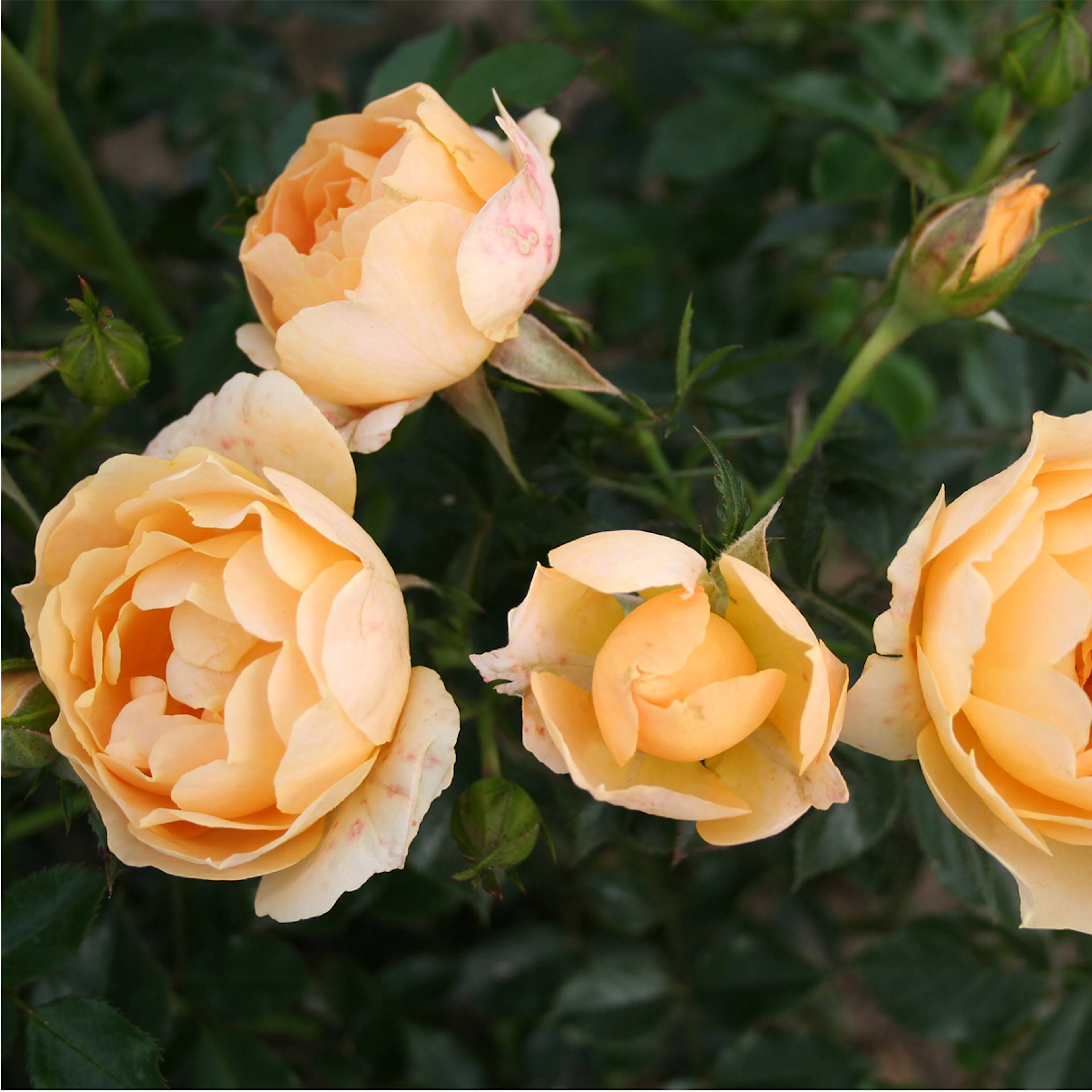 Rosa "Amber Cover", 5-pack 5-pack
