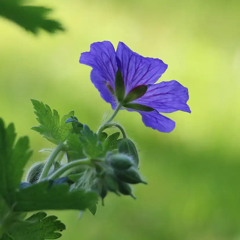 Marktäckare Kungsnäva Omnia Garden