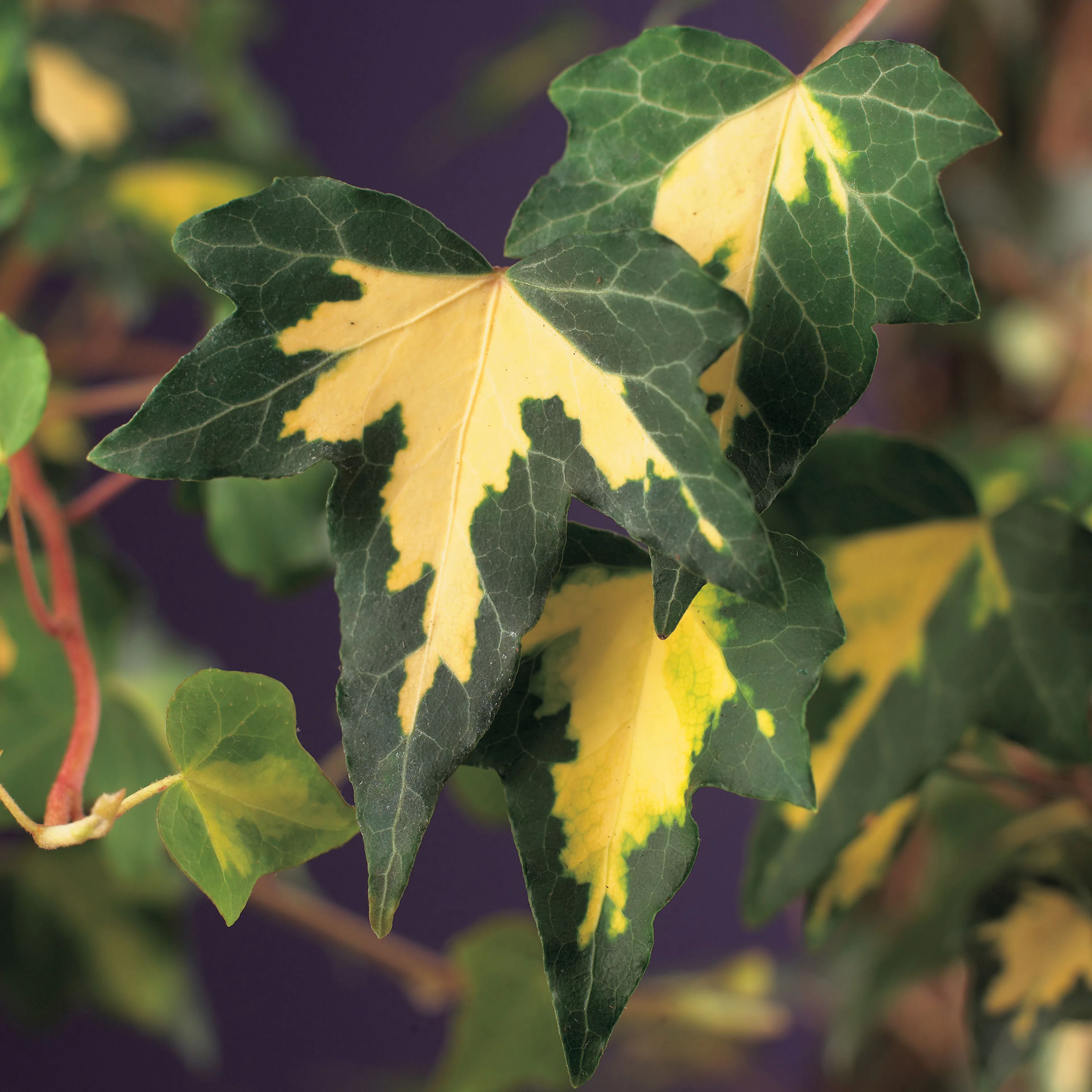 Klätterväxt Murgröna Goldheart Omnia Garden 40-60 cm