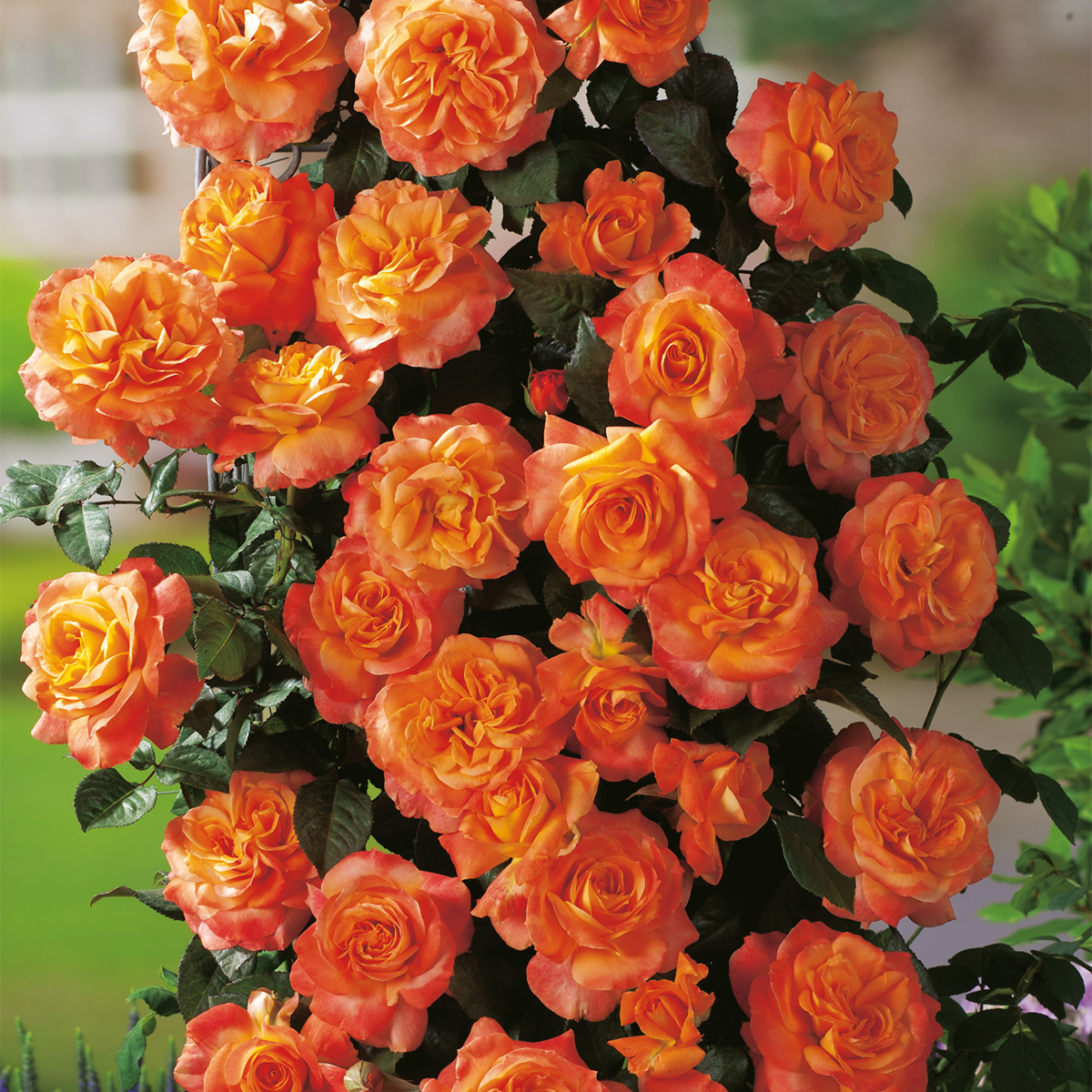 Storblommig Rabattros Omnia Garden Flora Danica