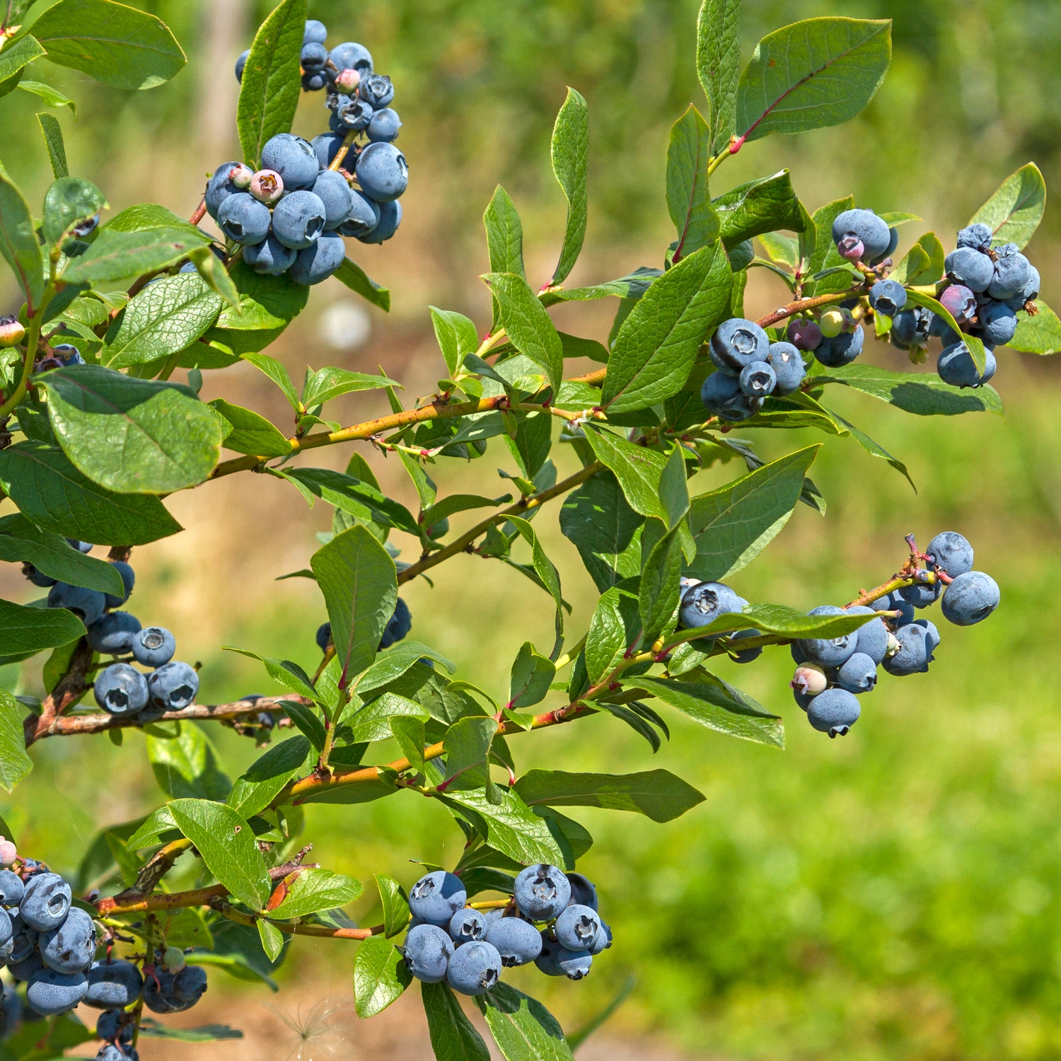 Planta Amerikanskt Blåbär Omnia Garden Northland