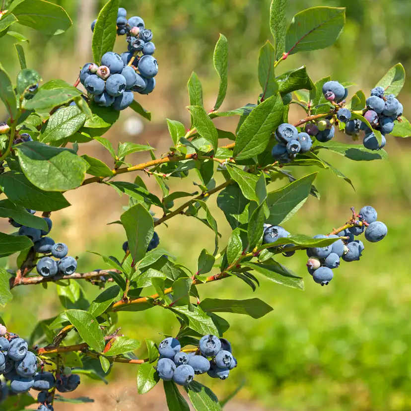 Planta Amerikanskt Blåbär Omnia Garden Northland