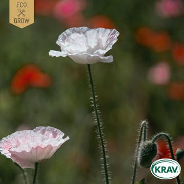 Fröpåse Eco Grow Opiumvallmo White