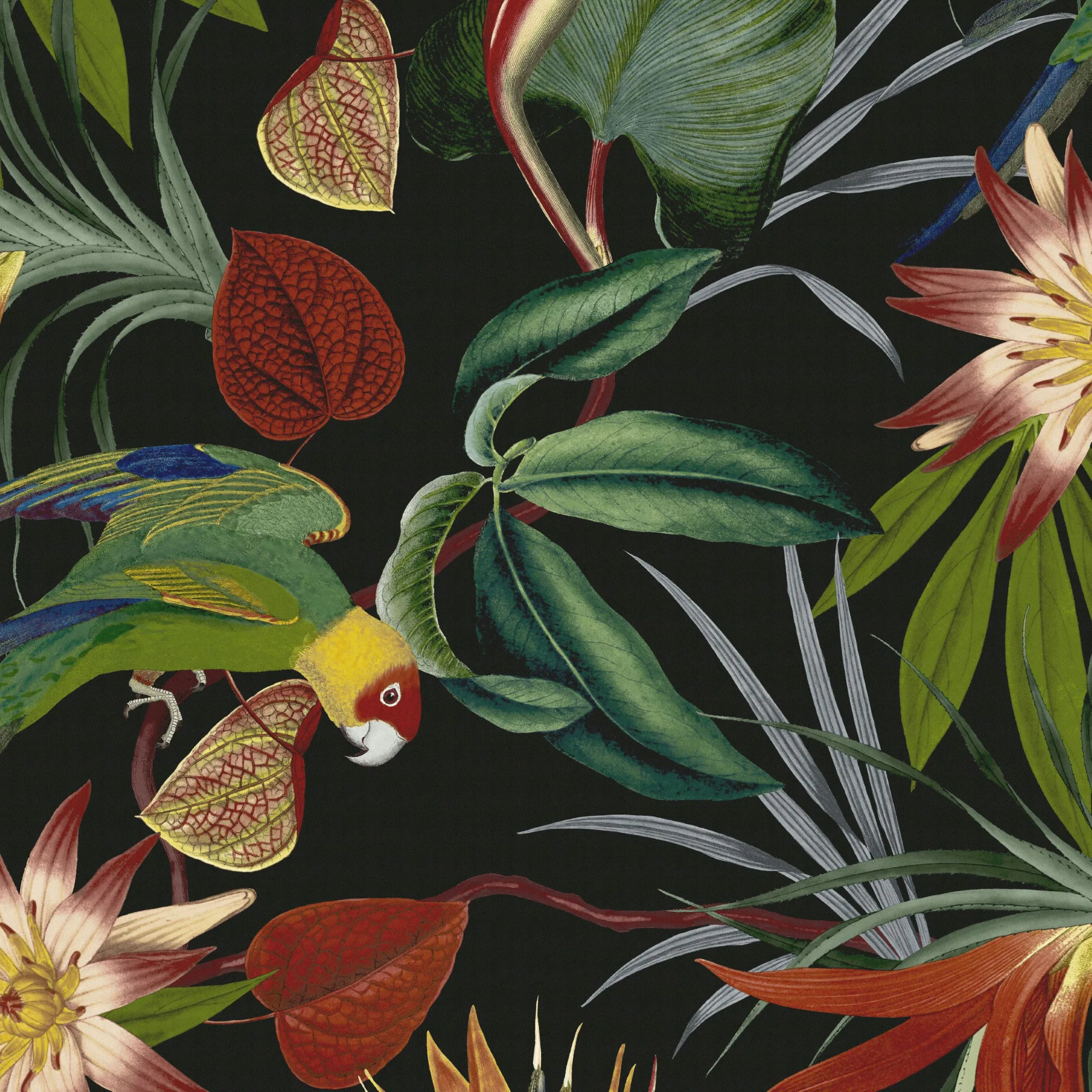 Tapet WOW Papegoja Svart