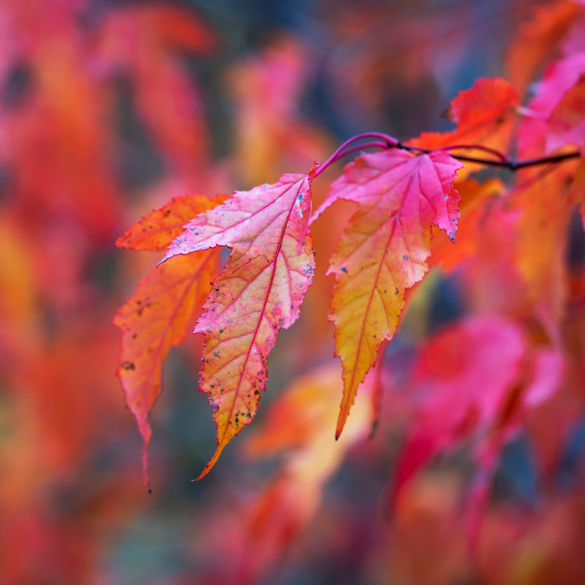 Lönn Omnia Garden Ginnala 50-80 cm