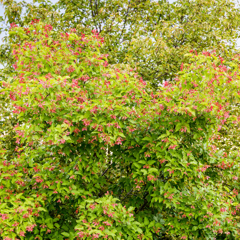 Lönn Omnia Garden Ginnala 50-80 cm