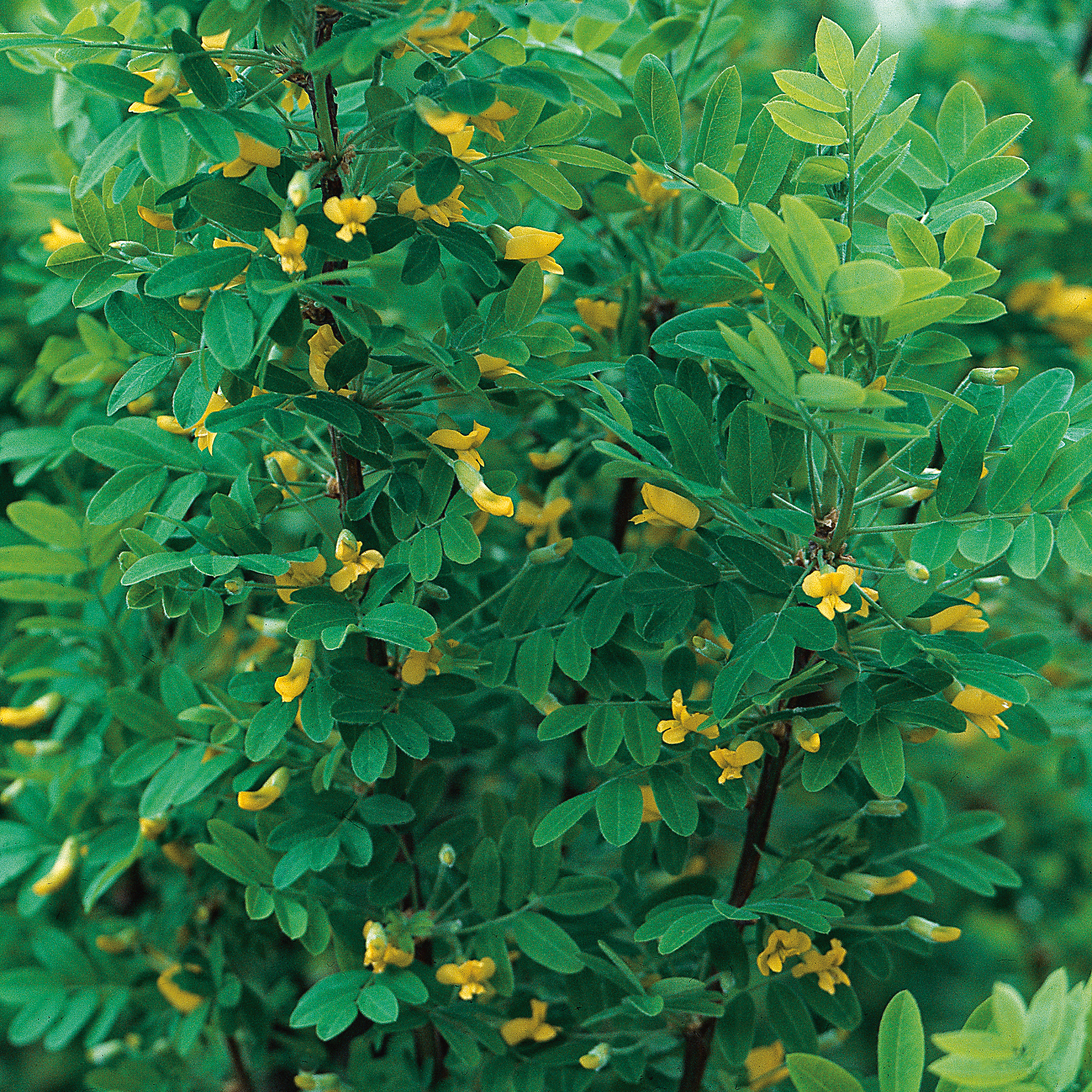 Häckkaragan Omnia Garden 40-65 cm