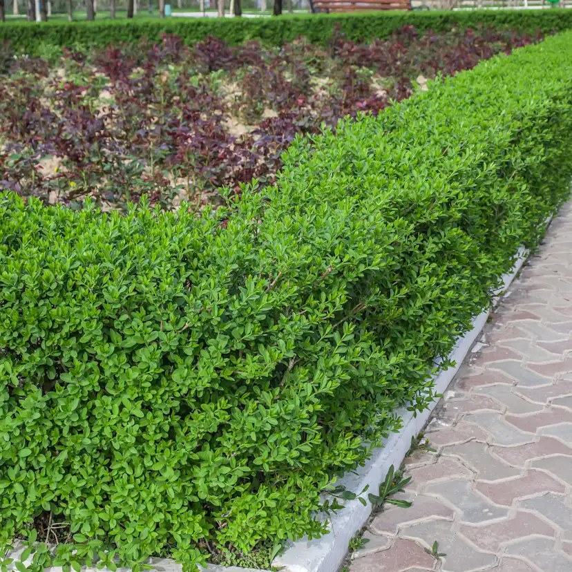 Häck Omnia Garden Dvärgliguster 20-30 cm