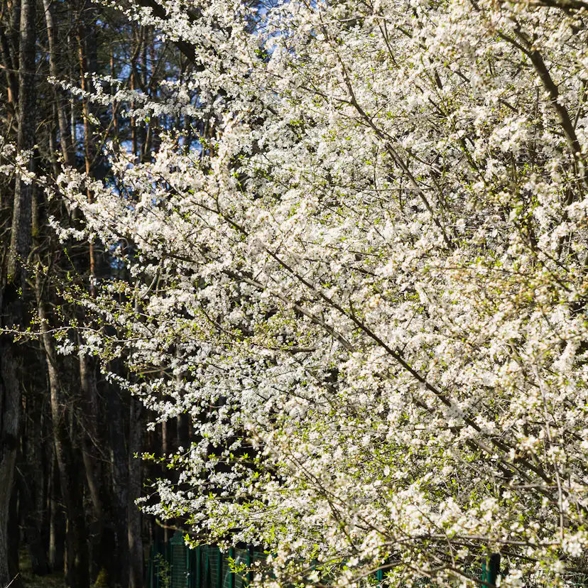 Buske Omnia Garden Körsbärsplommon 50-80 cm