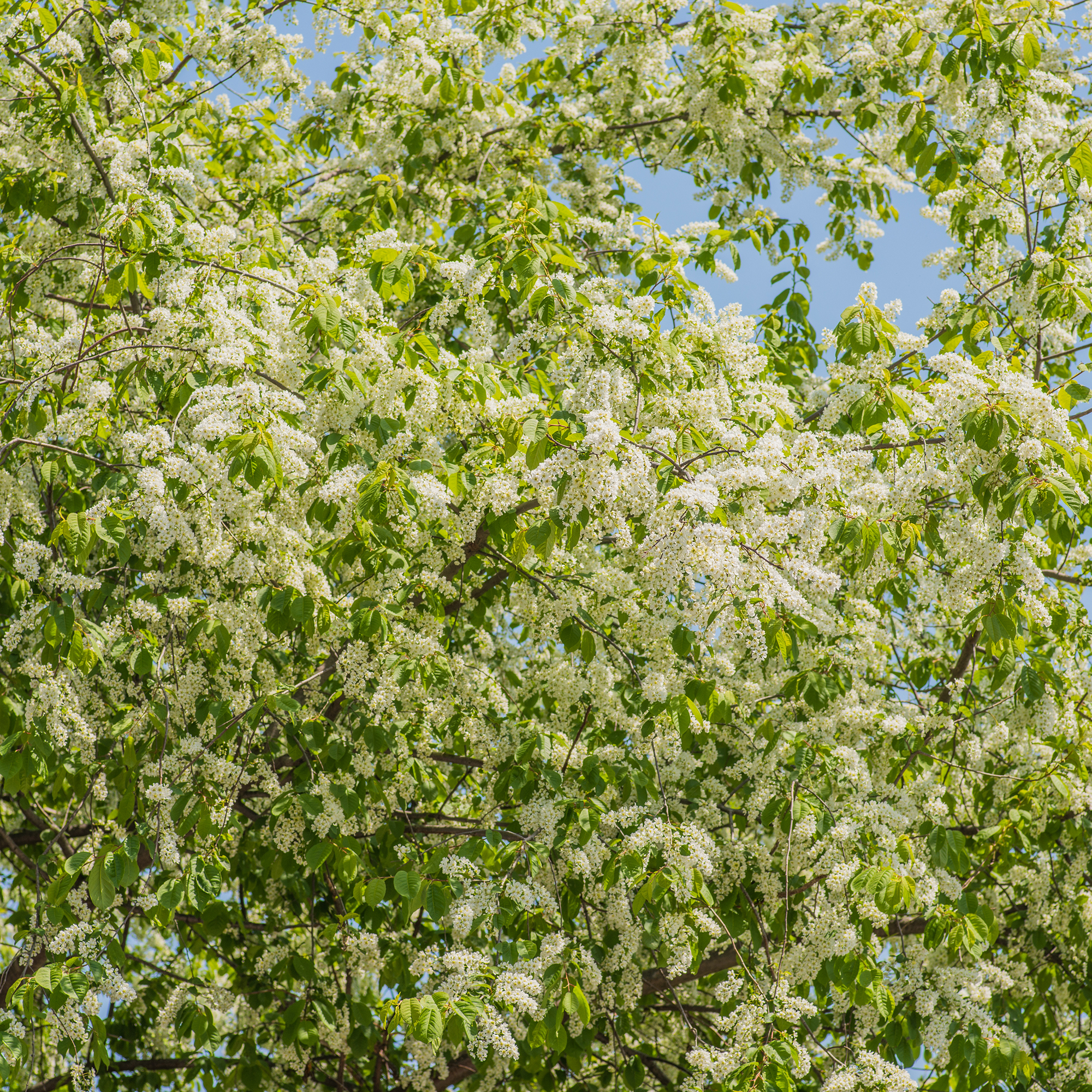 Häck Omnia Garden Hägg 50-80 cm