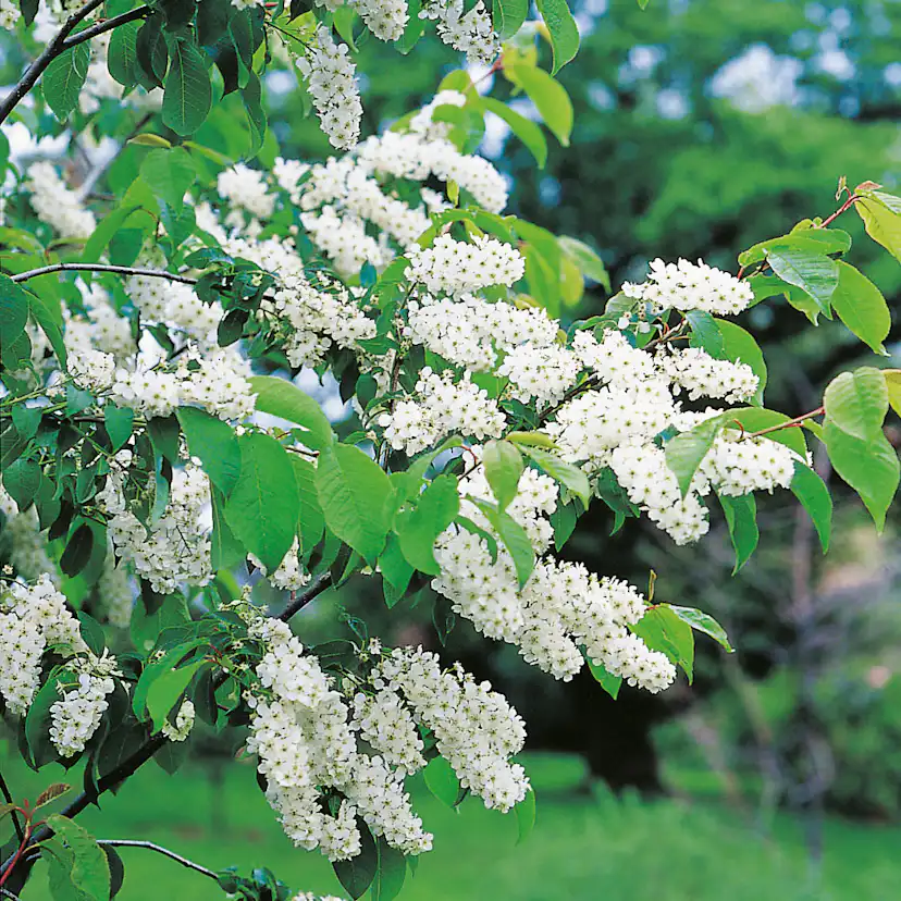 Häck Omnia Garden Hägg 50-80 cm