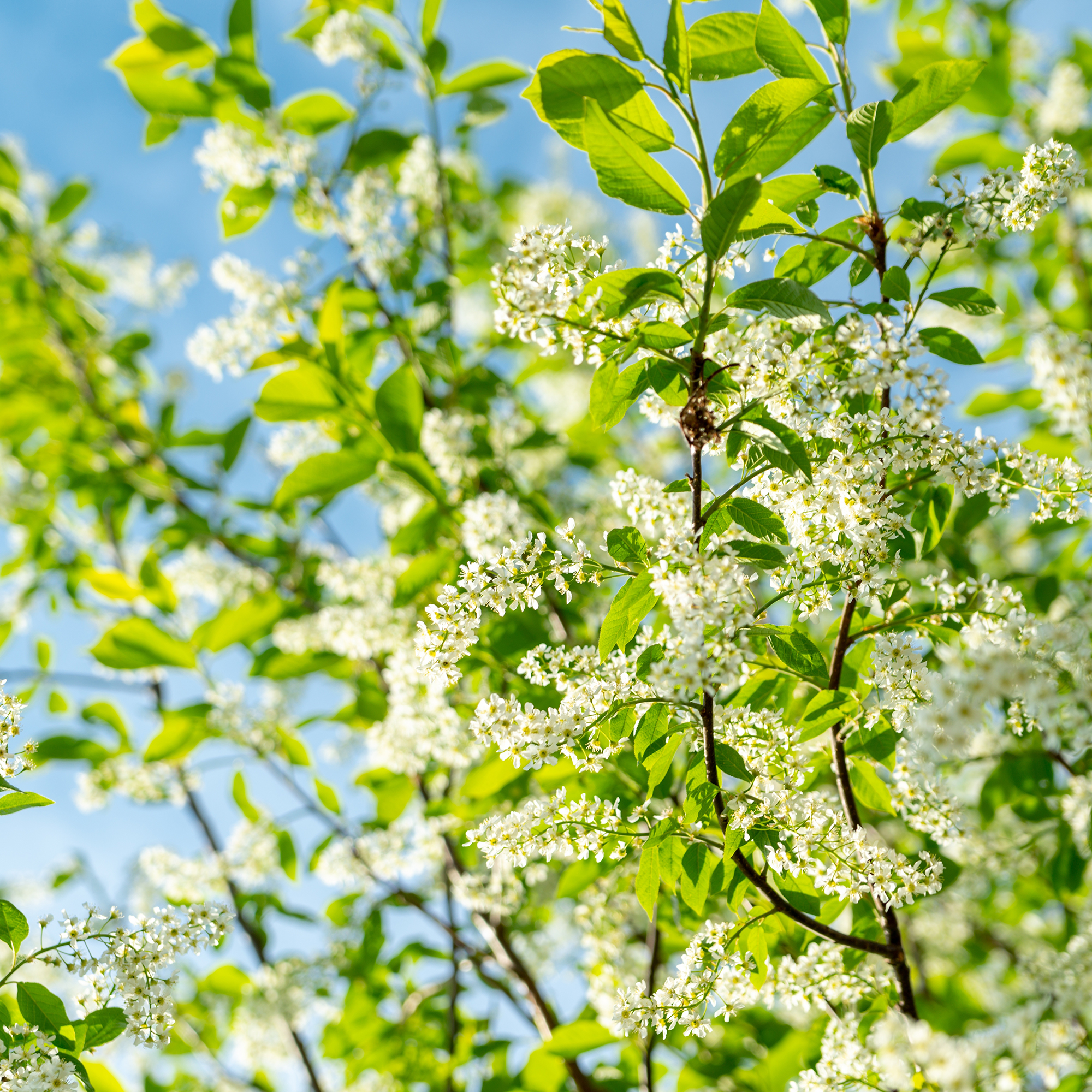 Häck Omnia Garden Hägg 50-80 cm