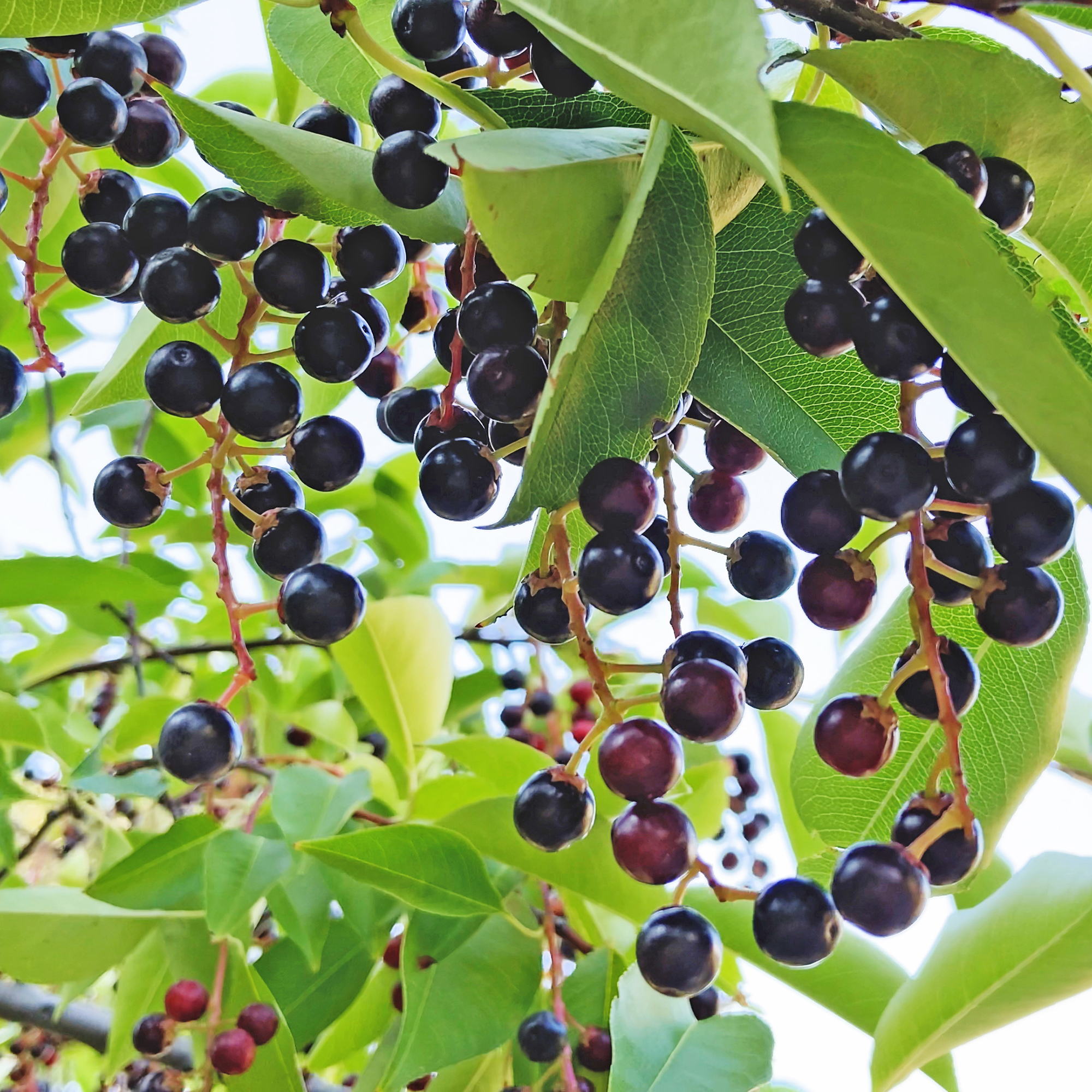 Häck Omnia Garden Hägg 50-80 cm