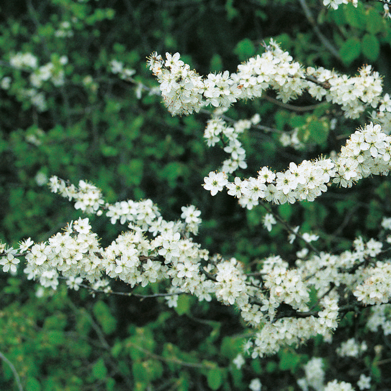 Buske Omnia Garden Slån 50-80 cm