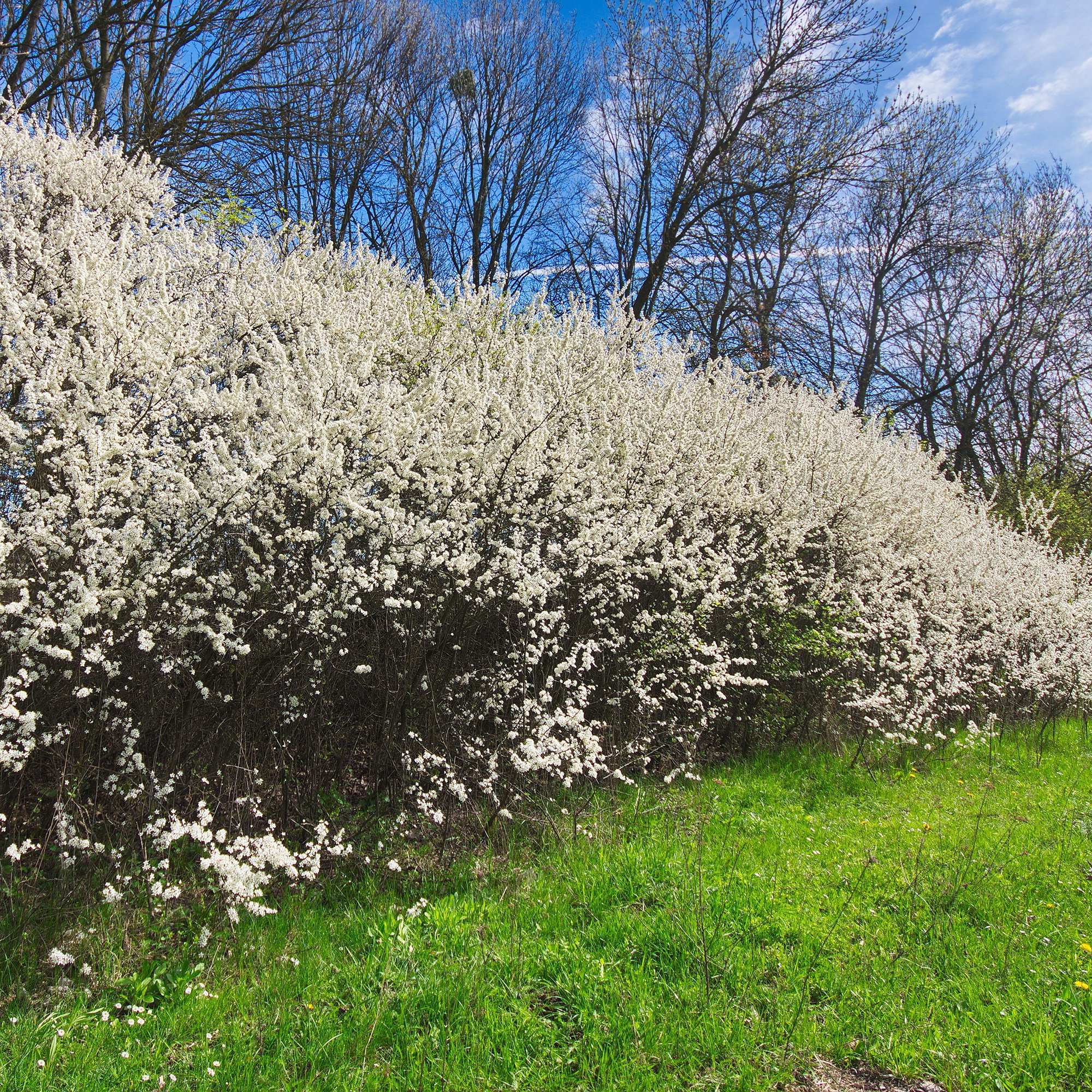 Buske Omnia Garden Slån 50-80 cm