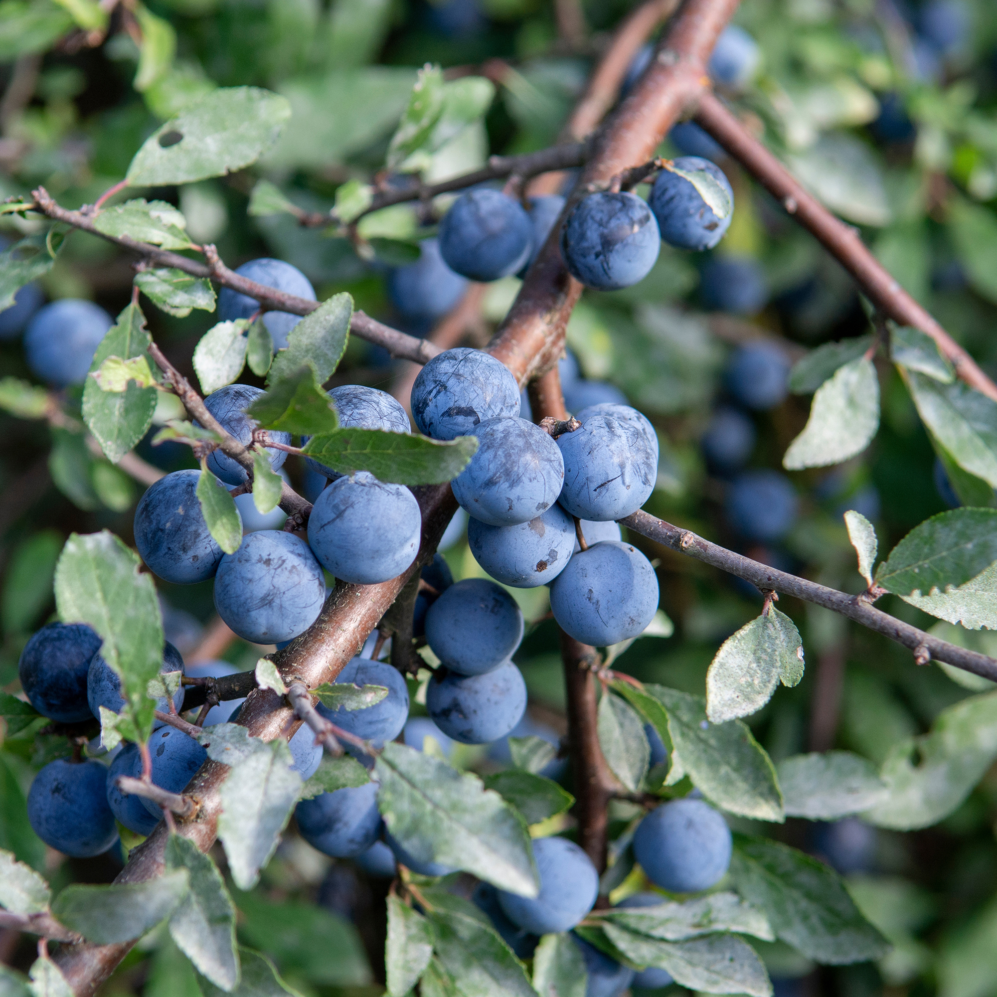 Buske Omnia Garden Slån 50-80 cm