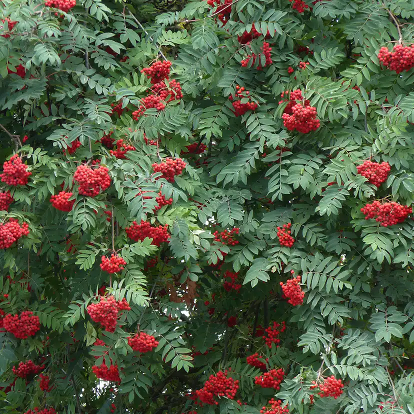 Rönn Omnia Garden 50-80 cm