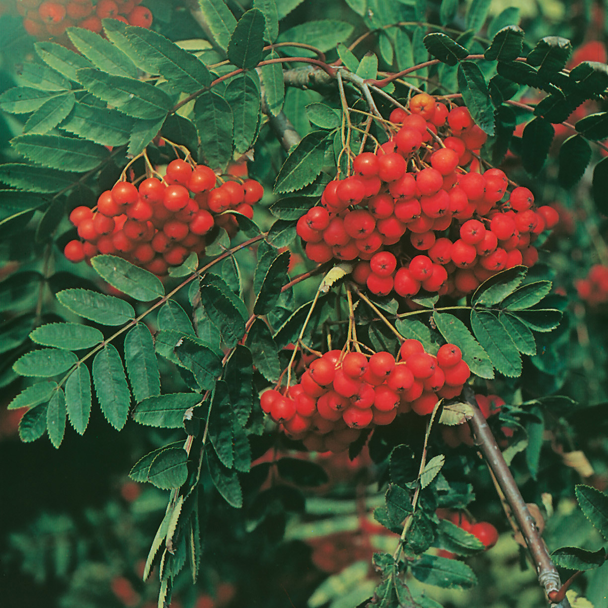 Rönn Omnia Garden 50-80 cm