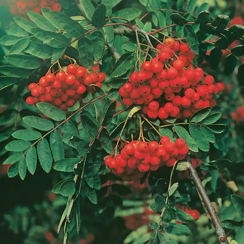 Rönn Omnia Garden 50-80 cm