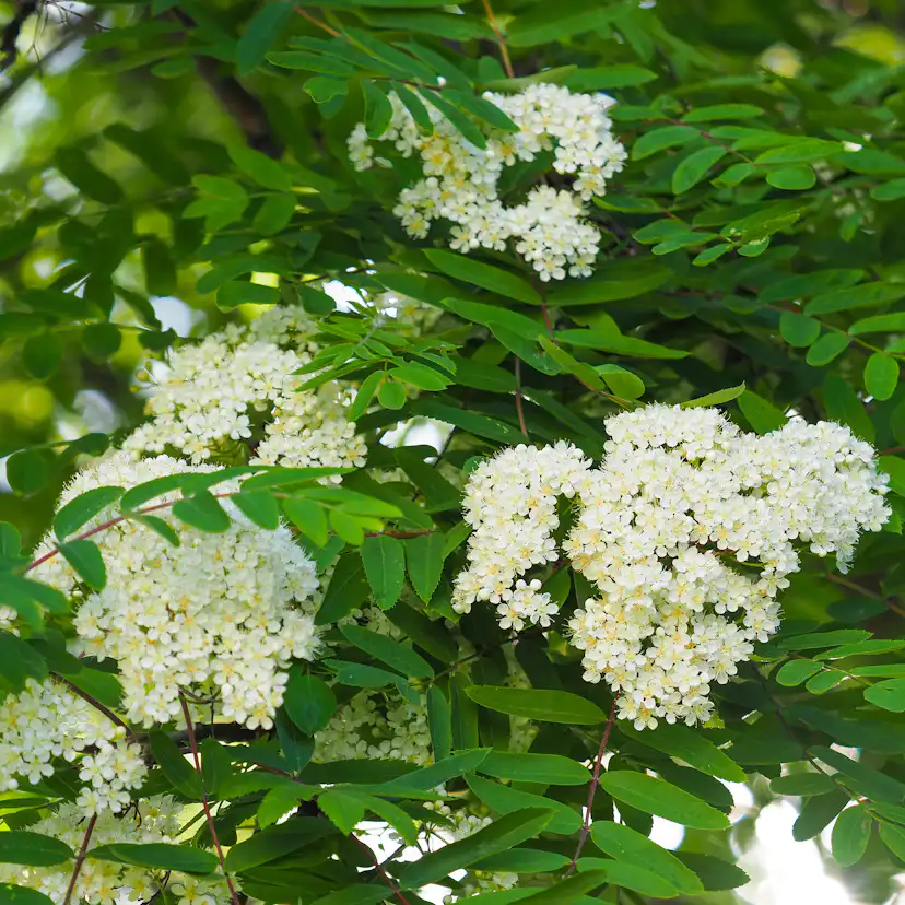 Rönn Omnia Garden 50-80 cm