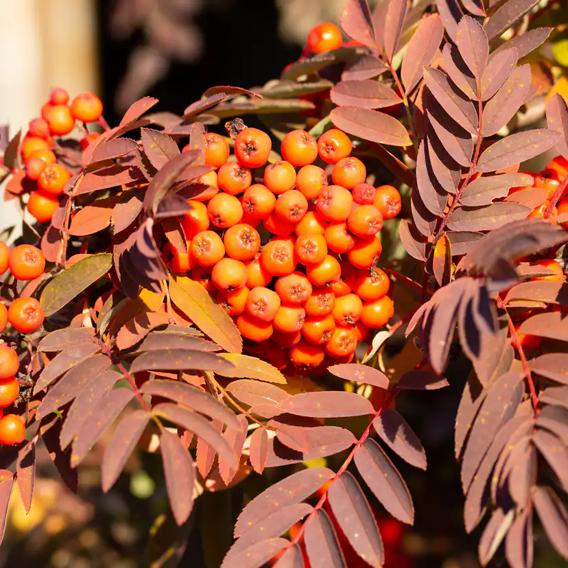 Rönn Omnia Garden 50-80 cm