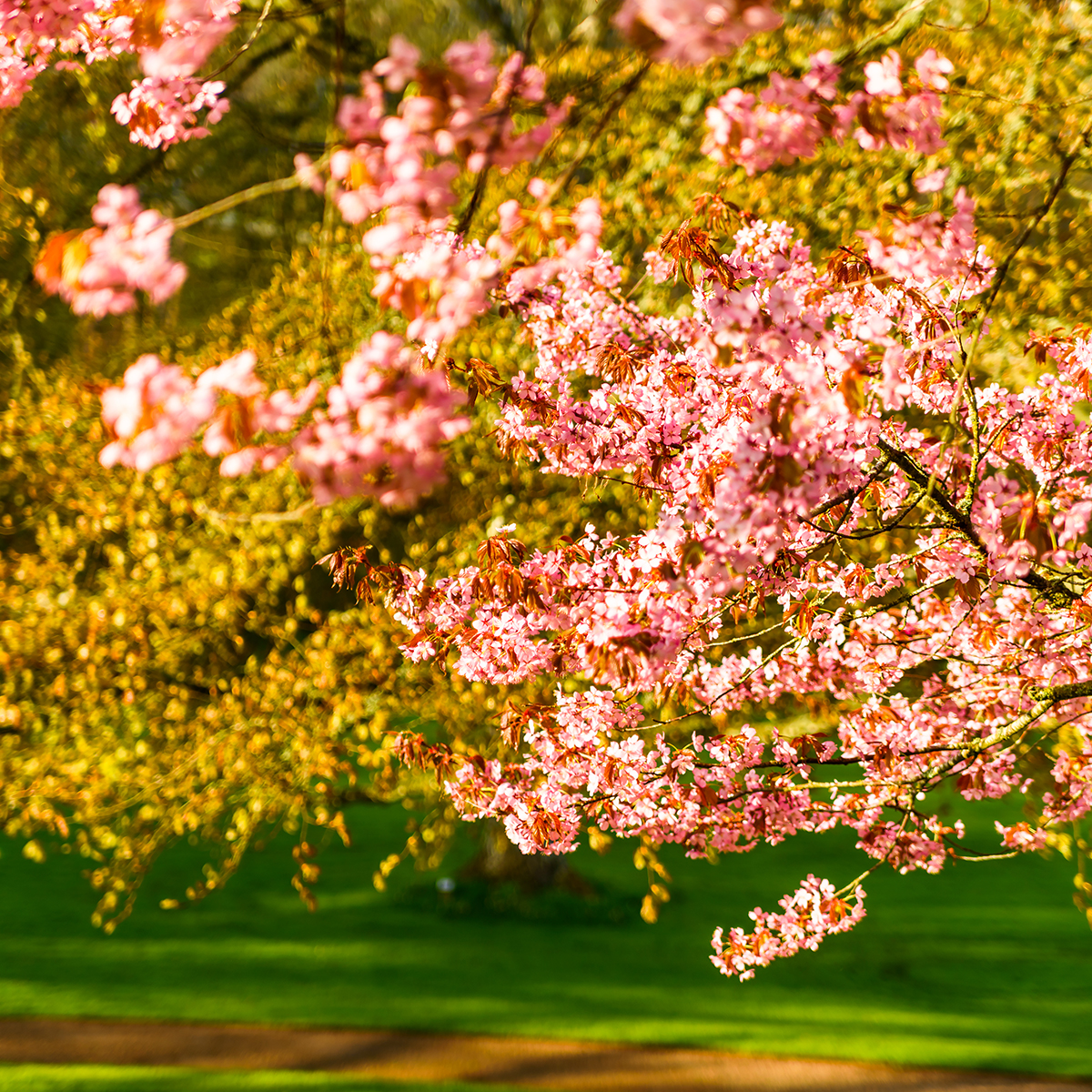 Bergkörsbär Omnia Garden Japanskt Prydnadsträd 300-400 cm, Rosa/Mörkröd Blomning, Alleträd, Högstamsträd