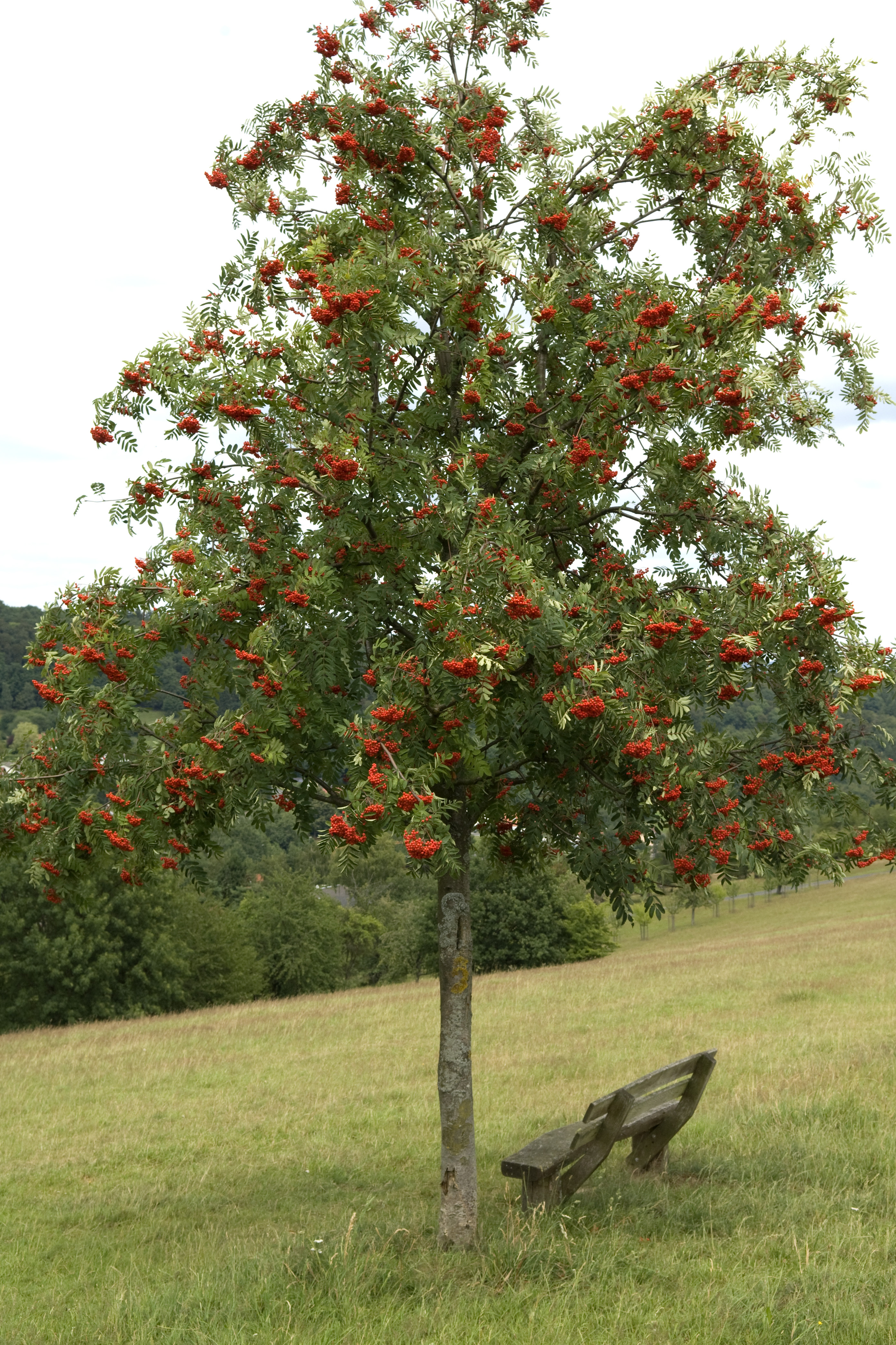 Prydnadsträd Omnia Garden Rönn