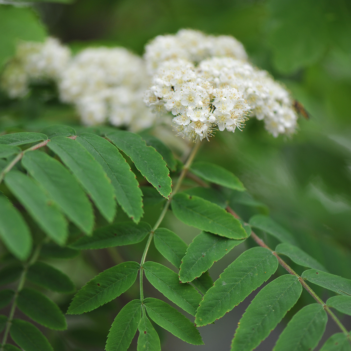 Prydnadsträd Omnia Garden Rönn