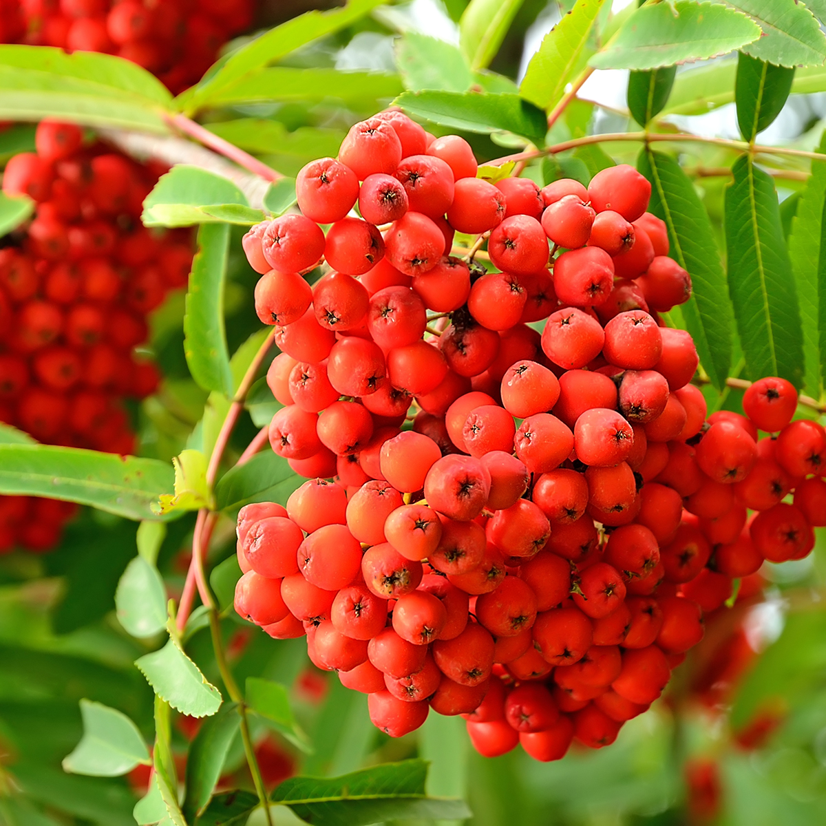 Prydnadsträd Omnia Garden Rönn