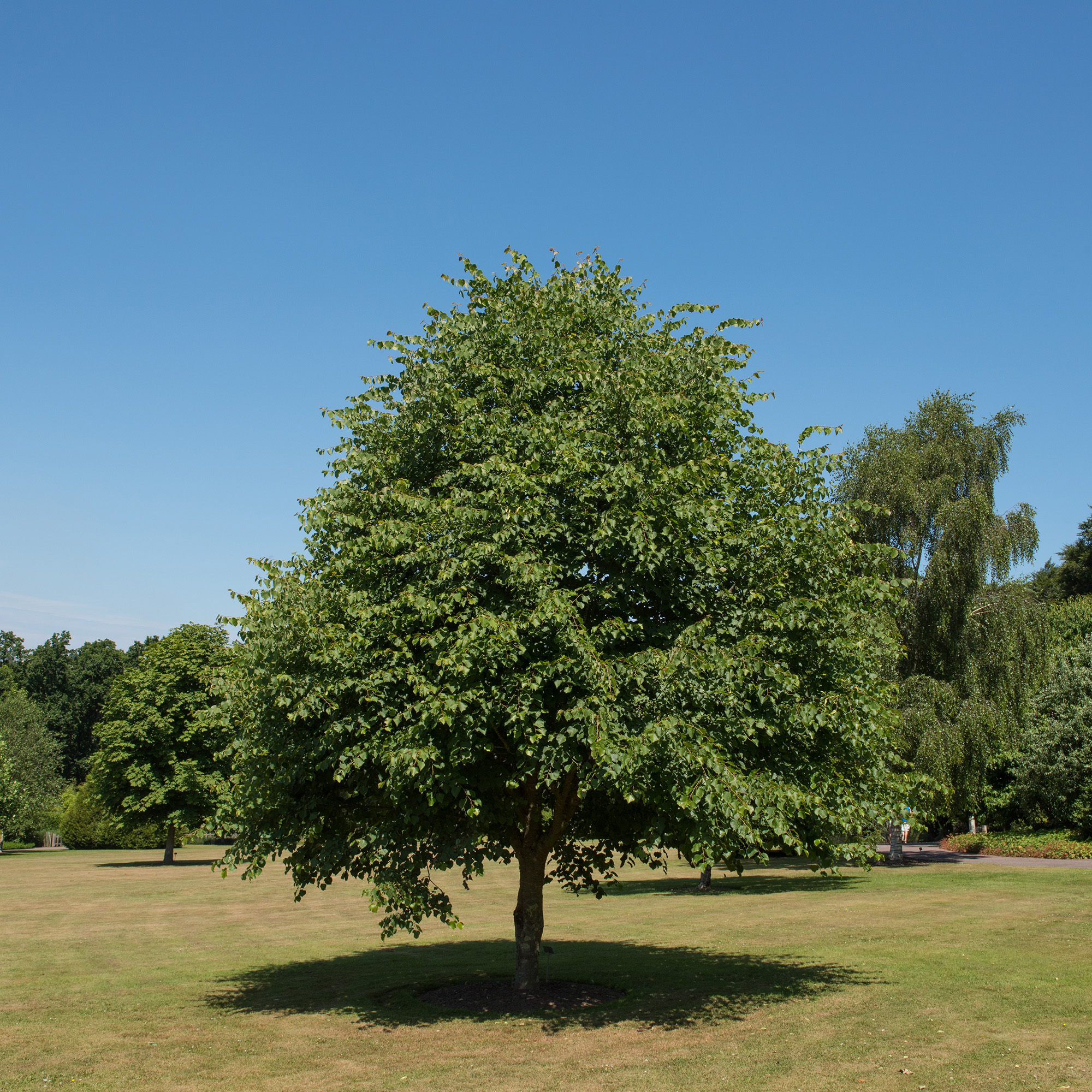 Högstamsträd Omnia Garden Skogslind Alléträd med Gröna Löv & Gulvit Blomning, 300-400 cm