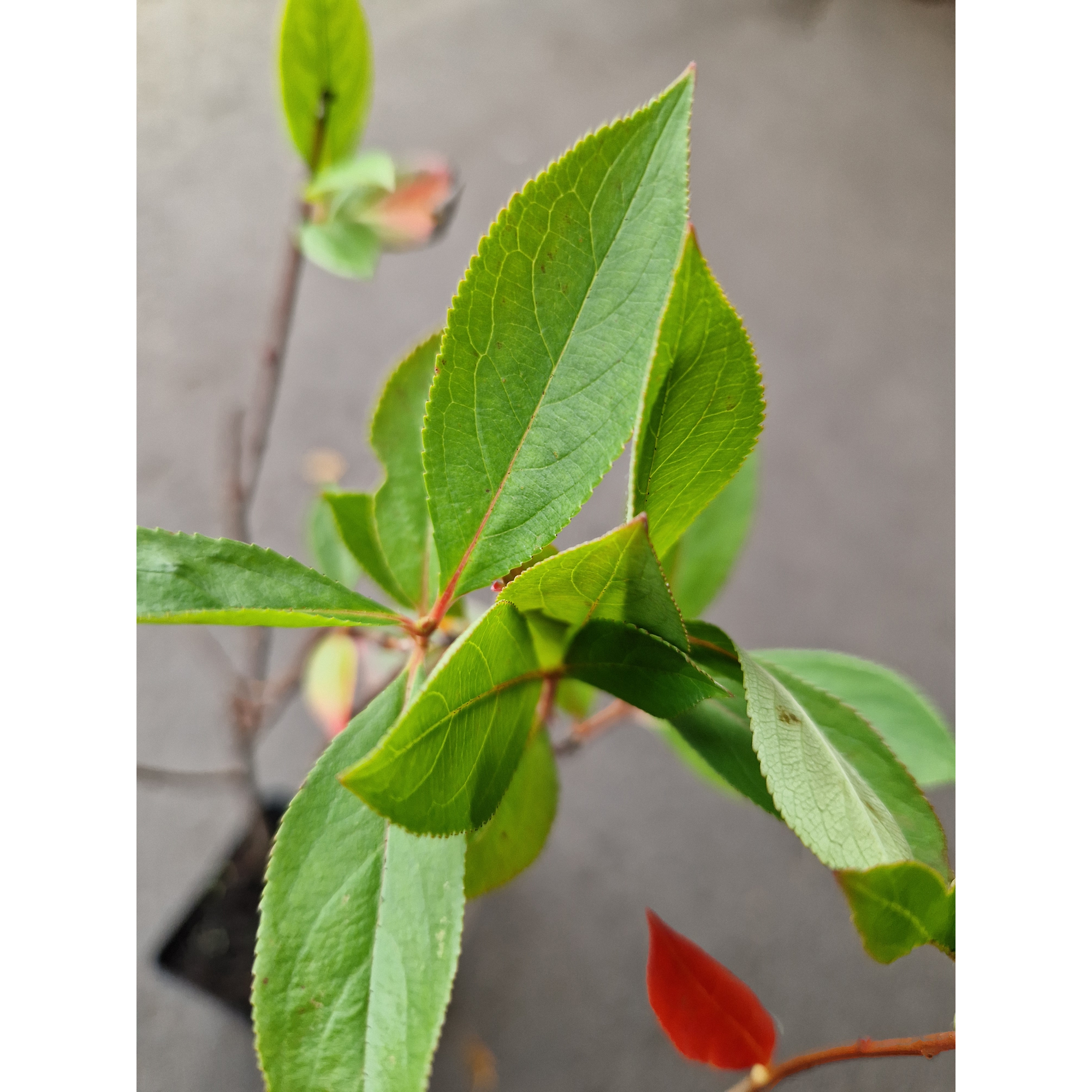 Planta Svartaronia Omnia Garden Aronia mel Hugin 20-40cm