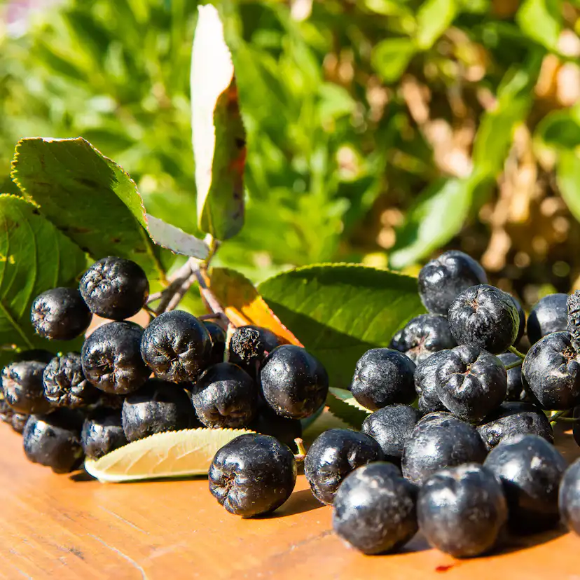 Planta Slånaronia Omnia Garden Elata 20-40 cm Krukodlade