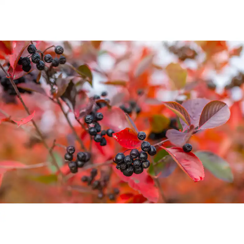 Planta Slånaronia Omnia Garden Elata 20-40 cm Krukodlade