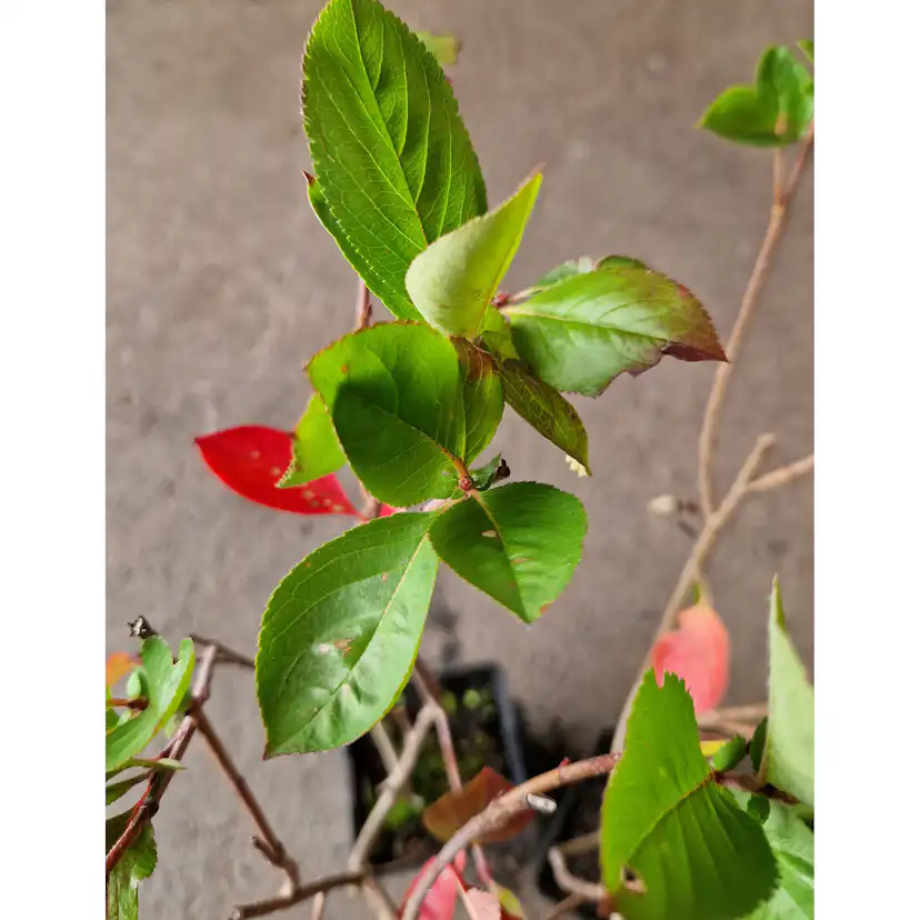 Planta Slånaronia Omnia Garden Elata 20-40 cm Krukodlade