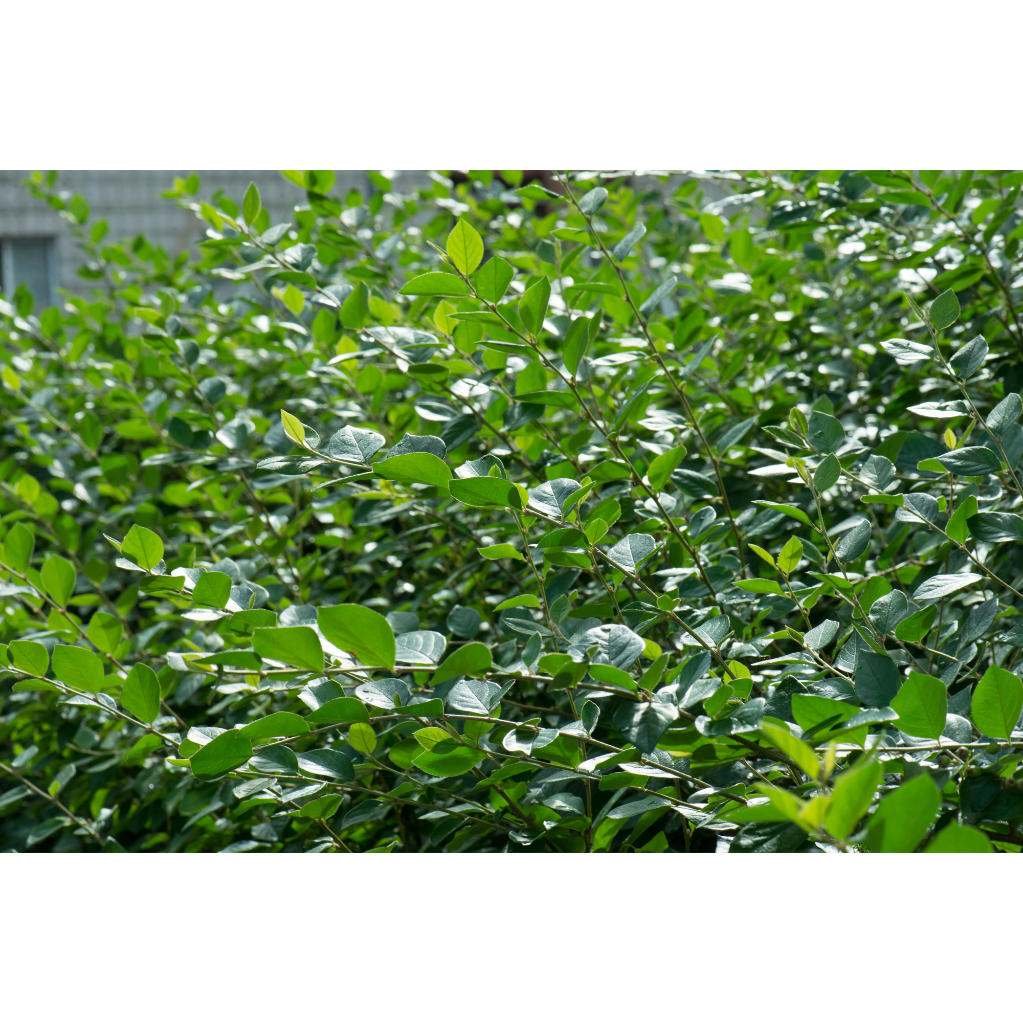 Planta Häckoxbär Omnia Garden Krukodlade