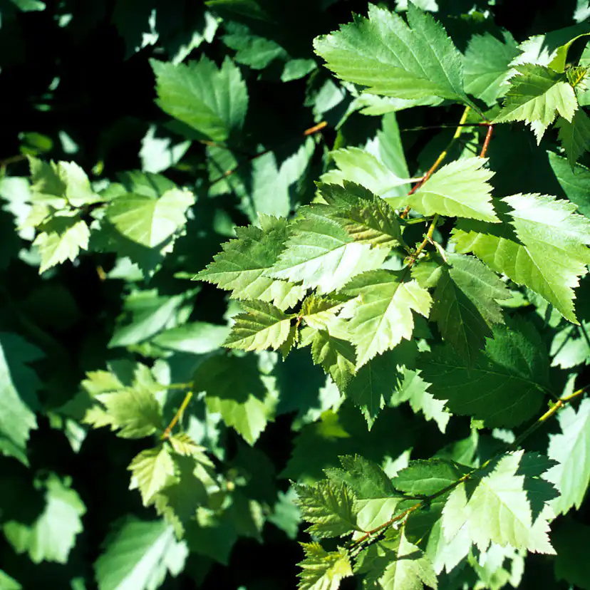 Planta Häckhagtorn Omnia Garden Crataegus Grayana 20-40cm