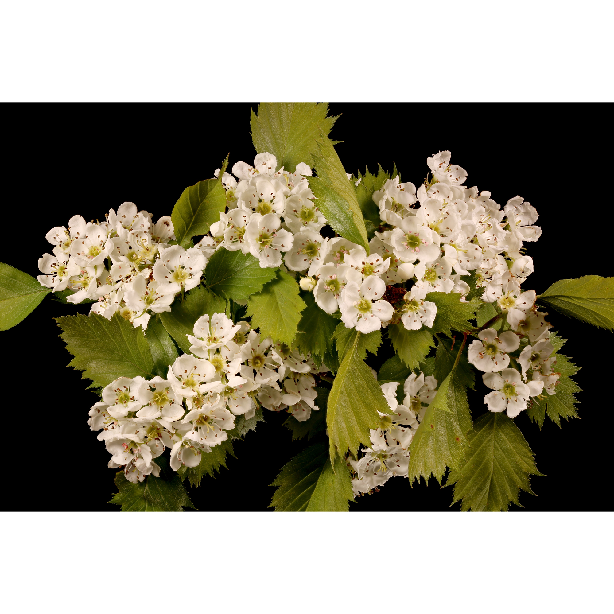 Planta Häckhagtorn Omnia Garden Crataegus Grayana 20-40cm