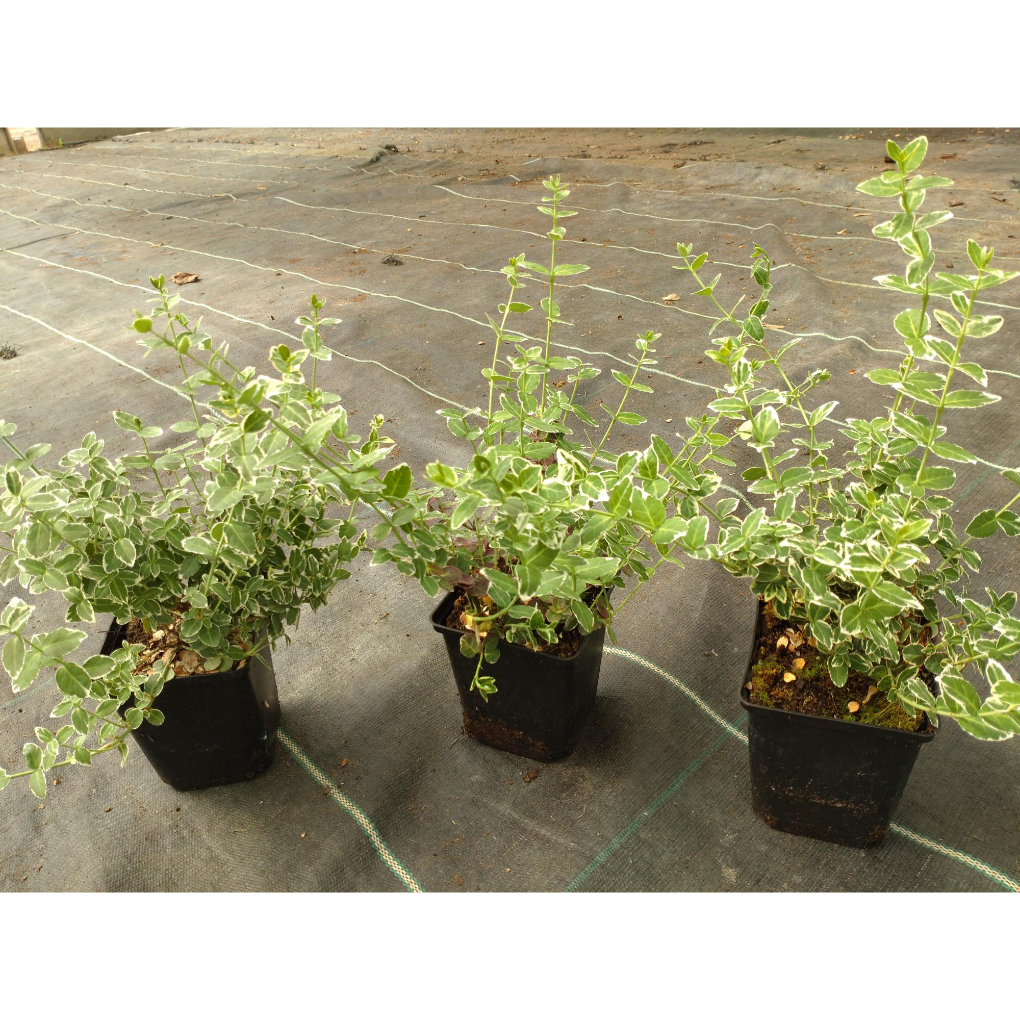 Marktäckare Omnia Garden Klätterbenved Euonymus fort. Emerald Gaiety