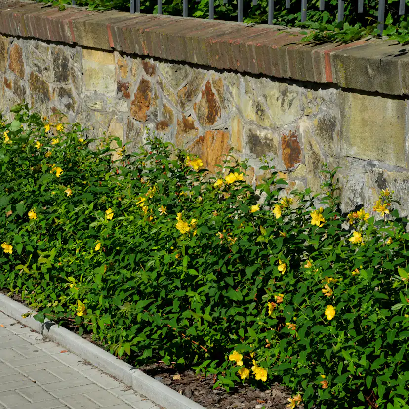 Planta Omnia Garden Prakthypericum