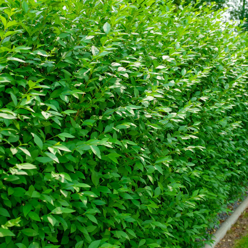 Planta Liguster Omnia Garden 30-50cm Krukodlade