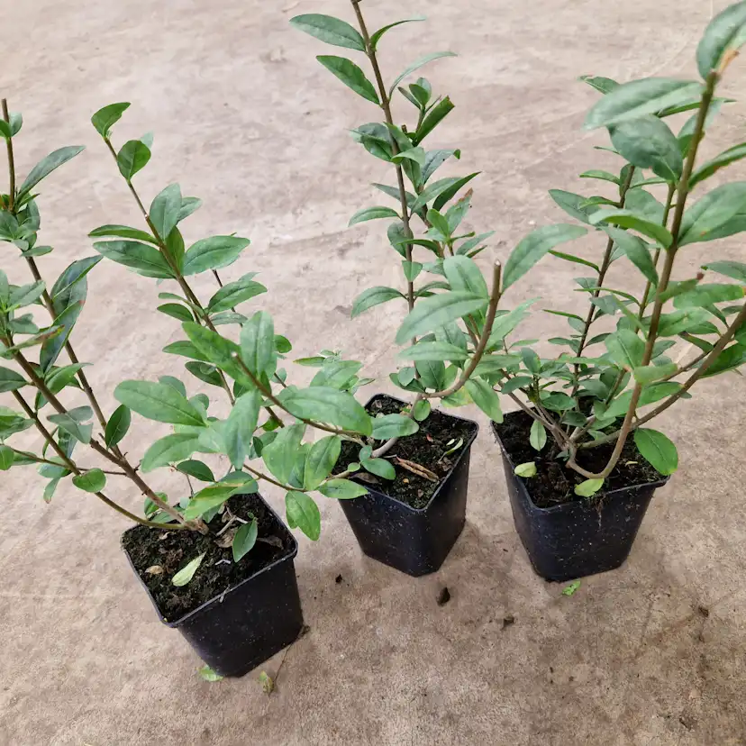 Planta Liguster Omnia Garden 30-50cm Krukodlade