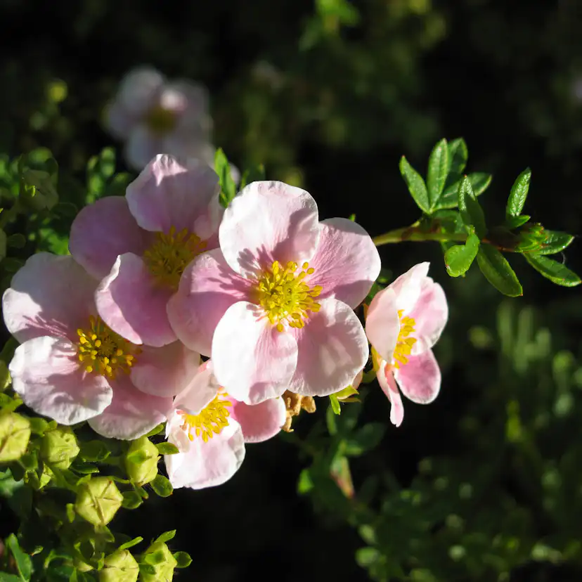 Planta Ölandstok Omnia Garden "Pink Beauty"