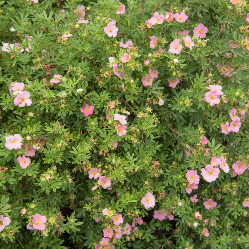 Planta Ölandstok Omnia Garden "Pink Beauty"