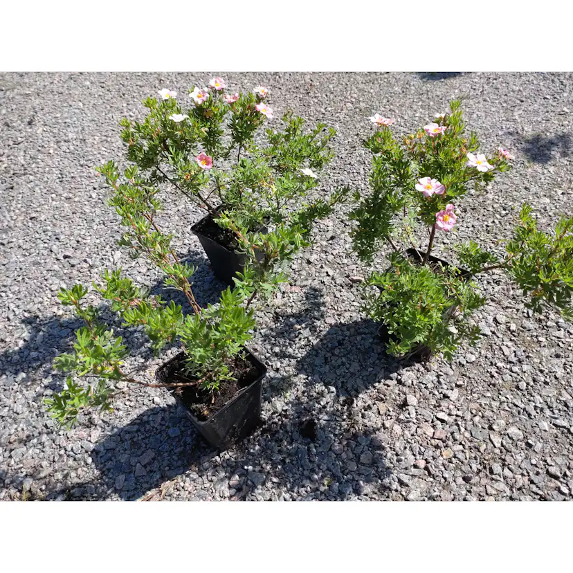 Planta Ölandstok Omnia Garden "Pink Beauty"