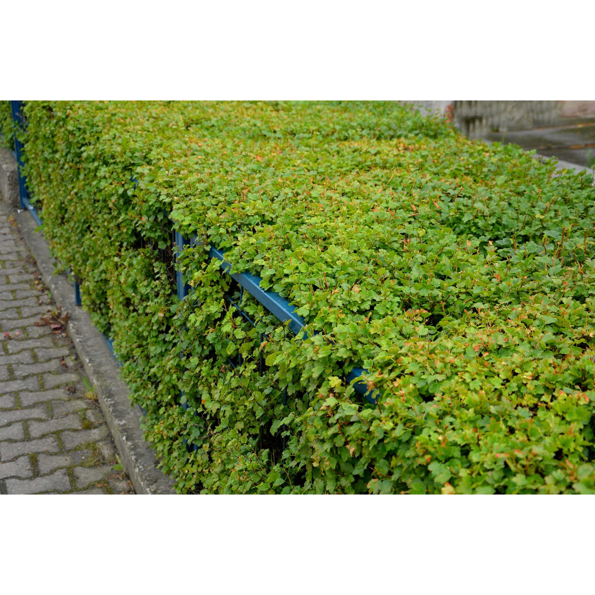 Planta Måbär Omnia Garden 20-40cm Krukodlade