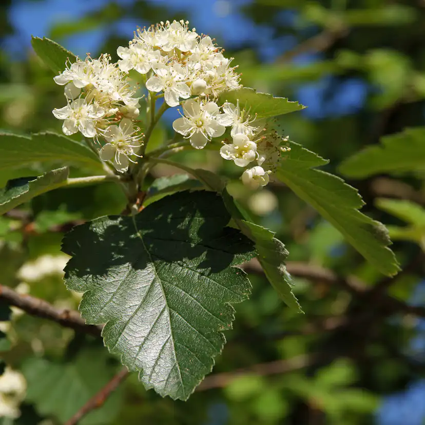 Planta Oxel Omnia Garden 30-50cm Krukodlade