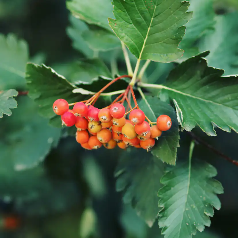 Planta Oxel Omnia Garden 30-50cm Krukodlade