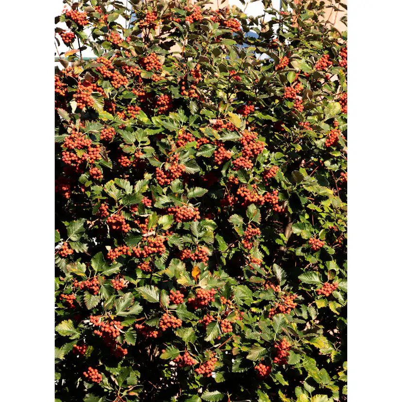 Planta Oxel Omnia Garden 30-50cm Krukodlade