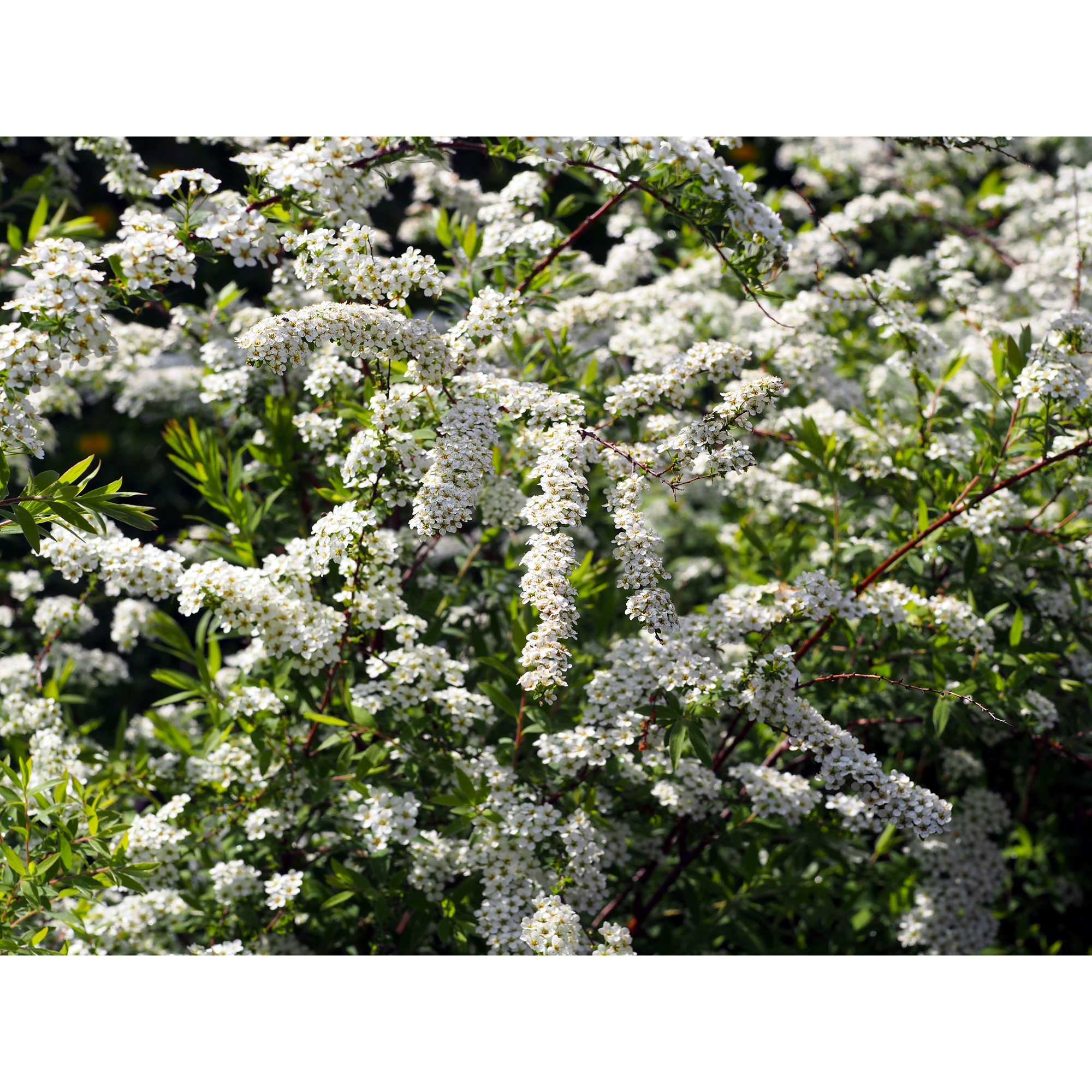 Planta Norsk brudspirea Omnia Garden 20-40cm Krukodlade